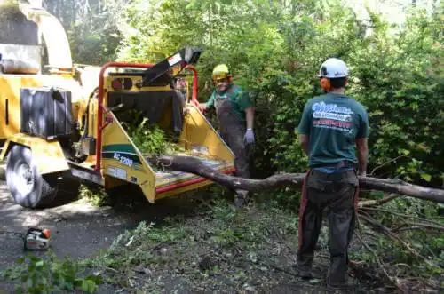 tree services Contra Costa Centre